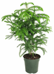 4" Pine Norfolk Island - T0366