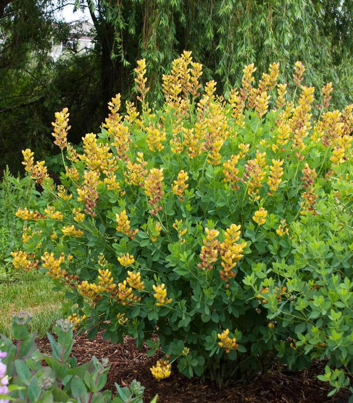 1G Baptisia hybrid Decadence® 'Cherries Jubilee' Cherry Jubilee False Indigo: Patent PP23,907