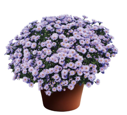 9" Aster - Dragon Blue