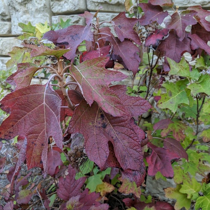 Alice Oakleaf Hydrangea