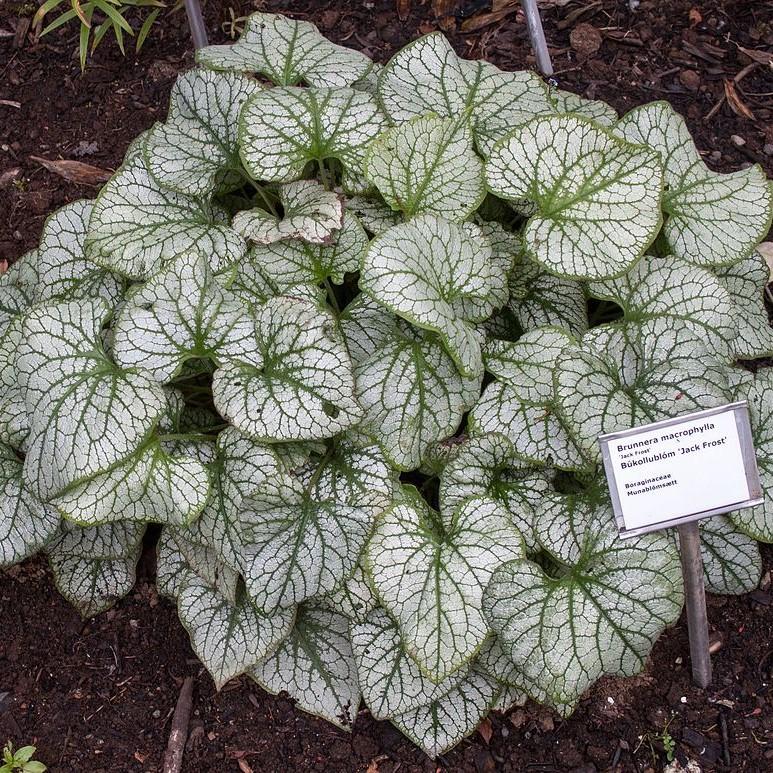 Jack Frost Siberian Bugloss