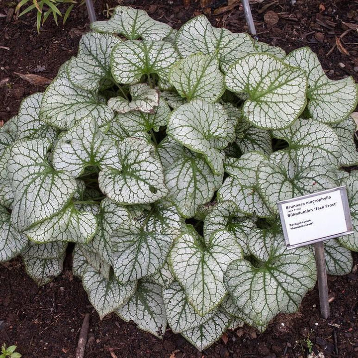 Jack Frost Siberian Bugloss