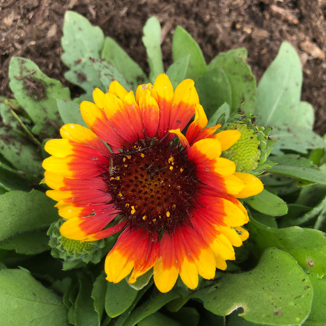 Gaillardia aristata 'Spintop Red Starburst'  - Spintop™ Red Starburst Blanket Flower