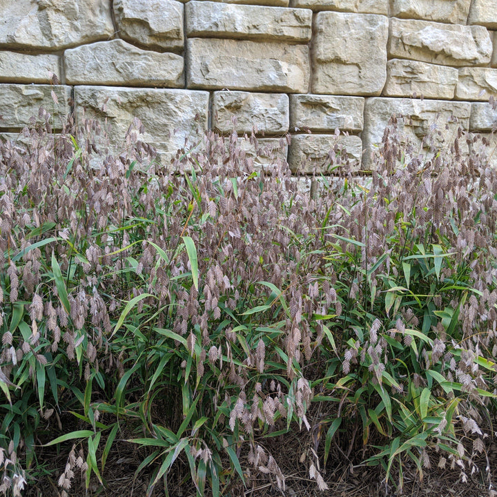 River Oats, Inland Sea Oats