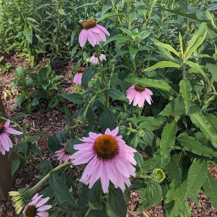 Purple Coneflower