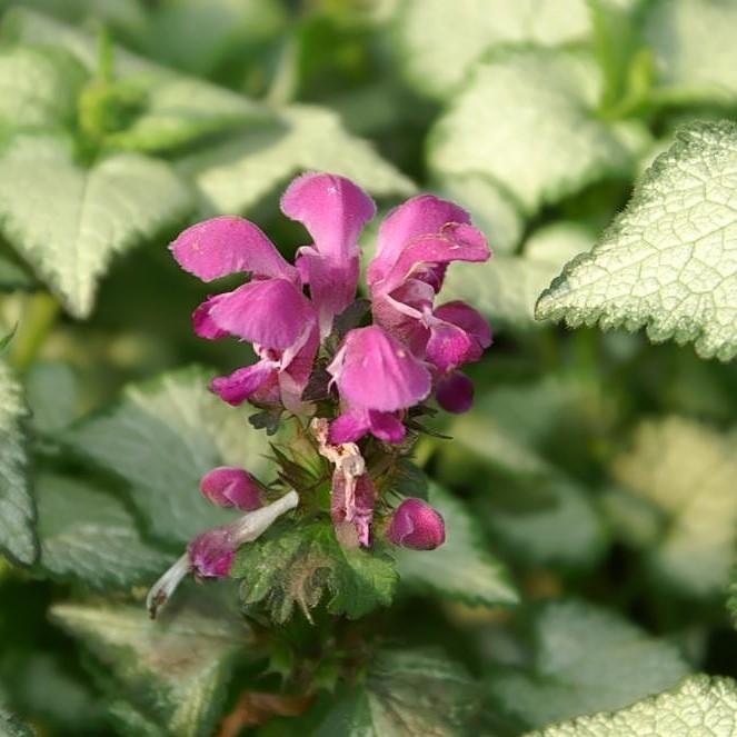 Lamium maculatum 'Purple Dragon'  - Purple Dragon Deadnettle