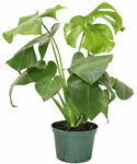 6" Philodendron Monstera Deliciosa - T3063