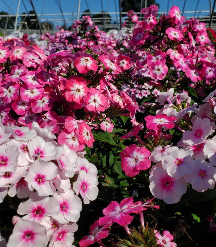 2G Phlox Volcano® 'Medley' Medley Garden Phlox 1008284