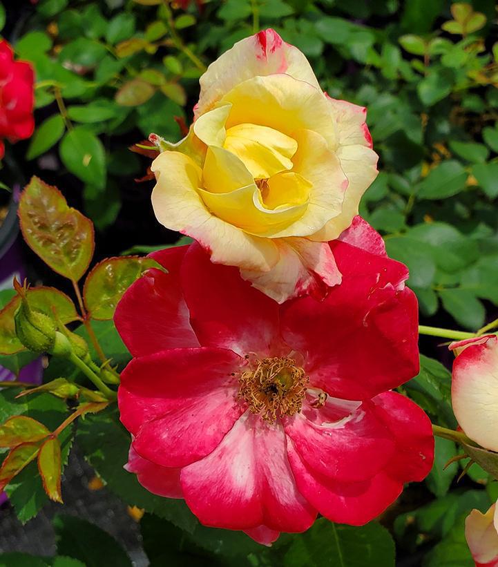 3G Rosa 'Campfire' ('CA 29') Campfire Rose: Patent PPAF 1007425