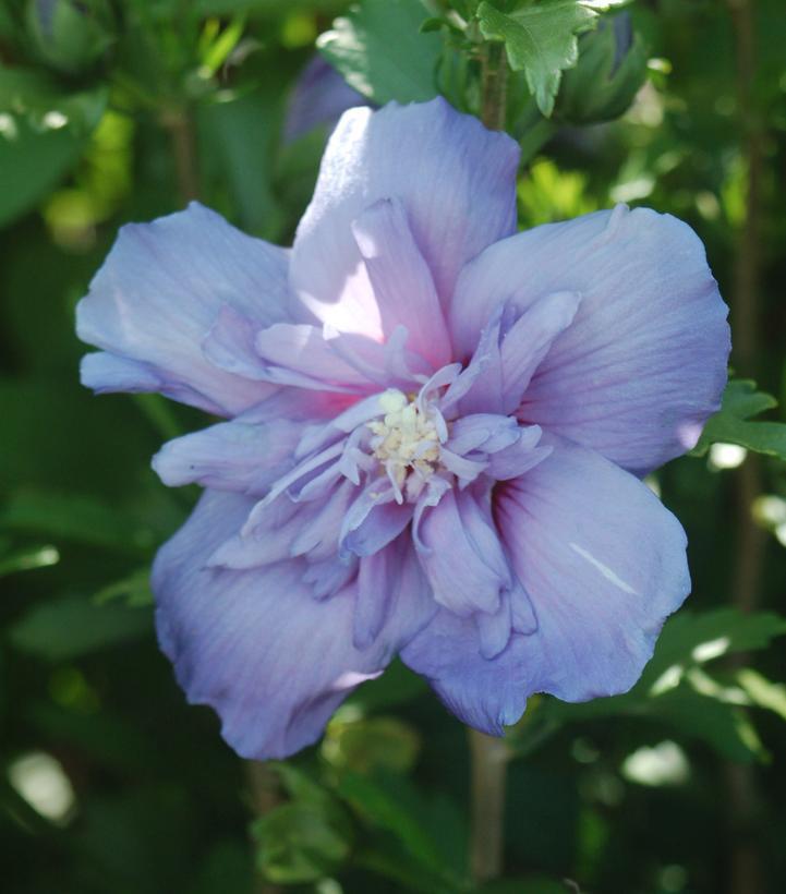 3G Hibiscus syriacus 'Blue Chiffon' ('Notwoodthree') Blue Chiffon® Rose of Sharon: Patent PP20,574 1004038