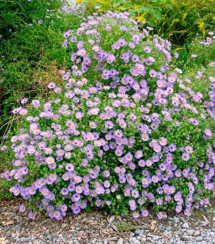 1G Aster Oblongifolius 'October Skies' - Aromatic Aster - 1014947