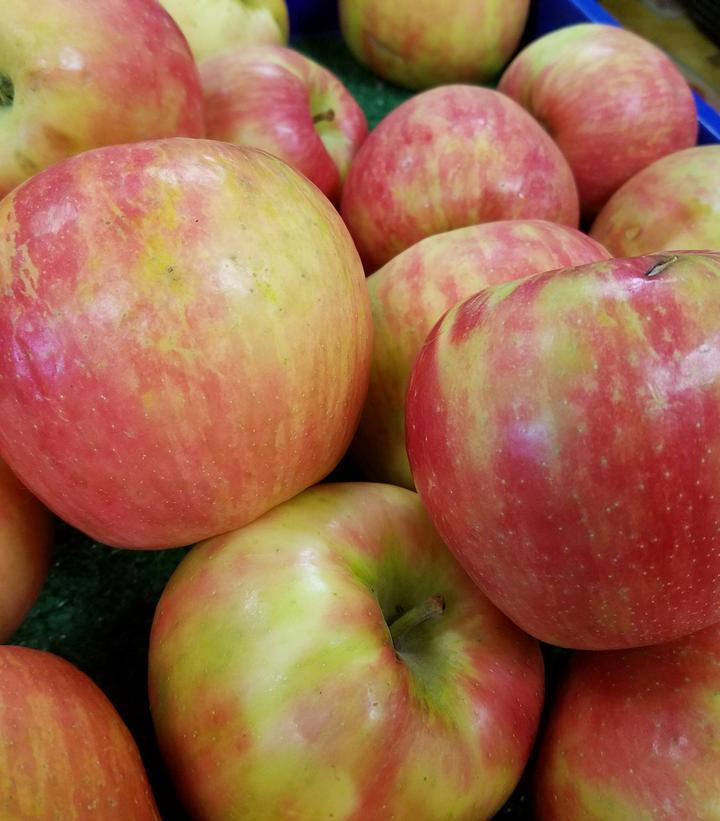 7G Malus 'Honeycrisp' - Apple Tree - 1000610