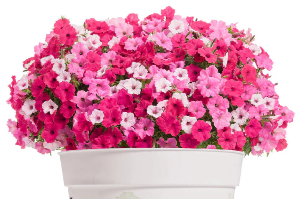 12" Hanging Basket - PW Combo #09 - Above and Beyond