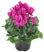 4.5" Cyclamen - Purple - F2378