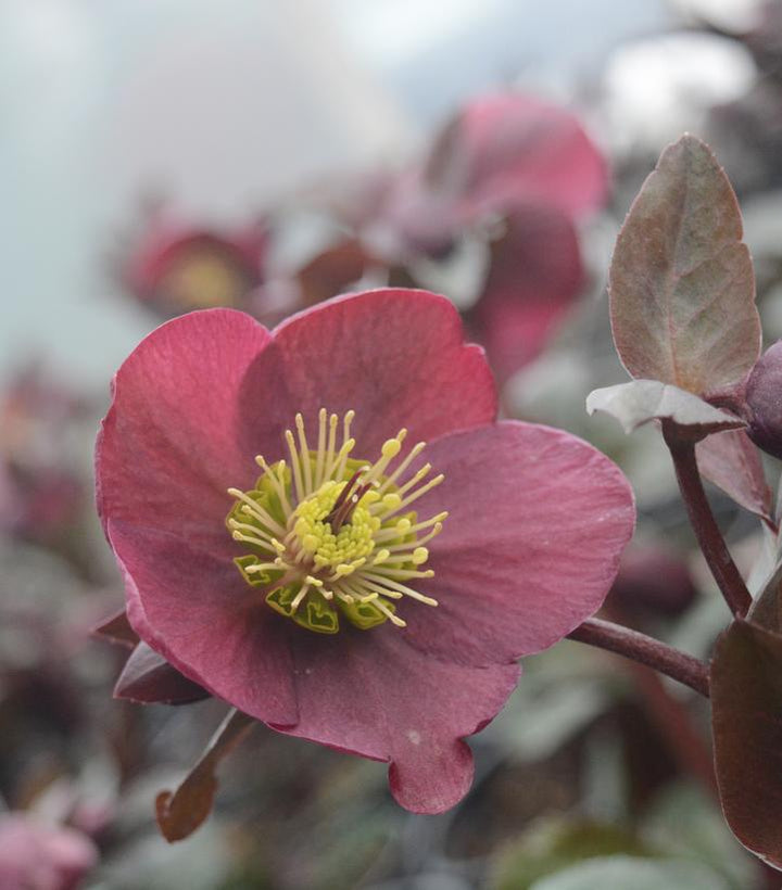 1G Helleborus Frostkiss 'Anna's Red' Anna's Red Lenten Rose 1006497