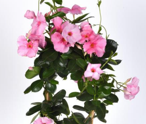 8.5" (21cm) Mandevilla - Medium Leaf Pink Grandiosa - G5409