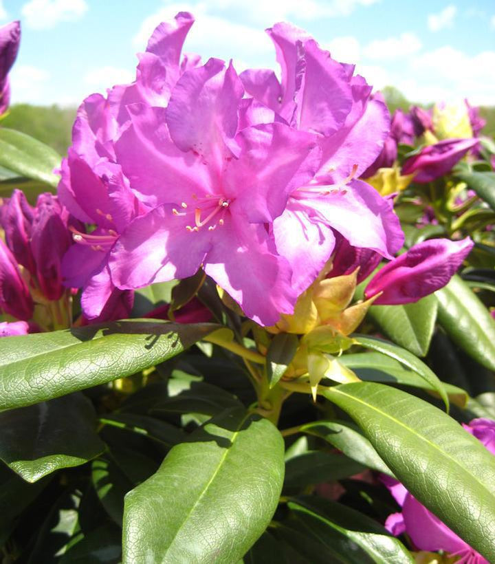 #2 Rhododendron 'Purple Passion' Purple Passion Rhododendron
