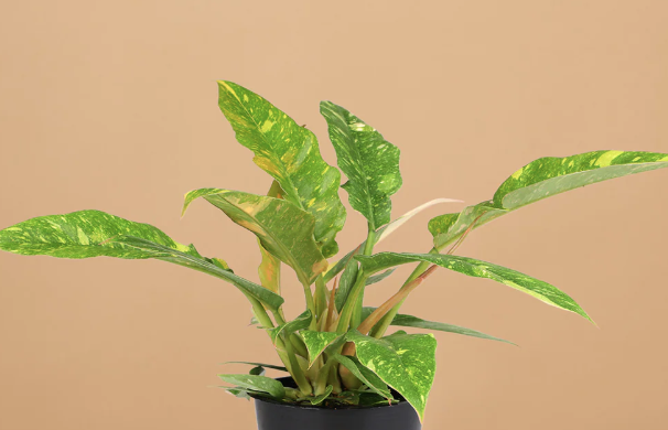 4" Philodendron Ring of Fire