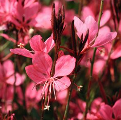 4.5" Gaura - Belleza Dark Pink