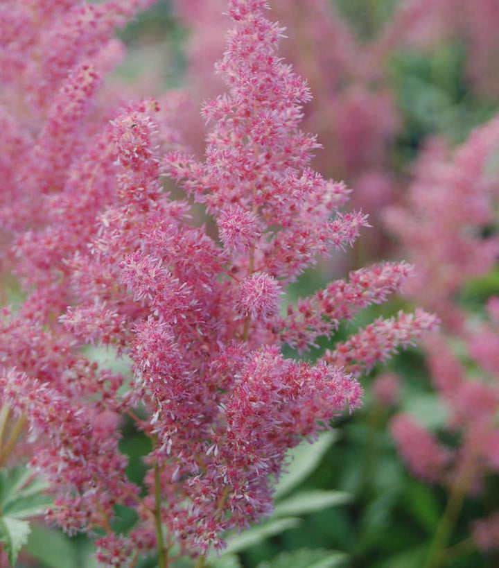 1G Astilbe japonica 'Rheinland' Rheinland Astilbe 1000162