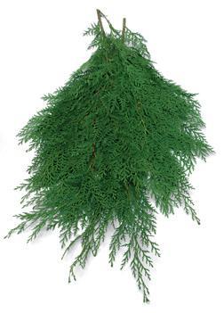 Greens -  Port Orford Cedar Bunch 5526