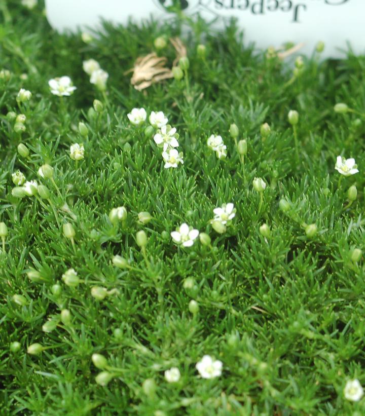 3" Sagina Subulata - Irish Moss - 1002599