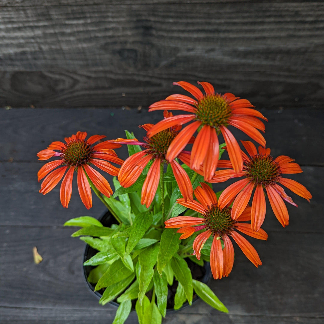Cheyenne Spirit Echinacea, Coneflower