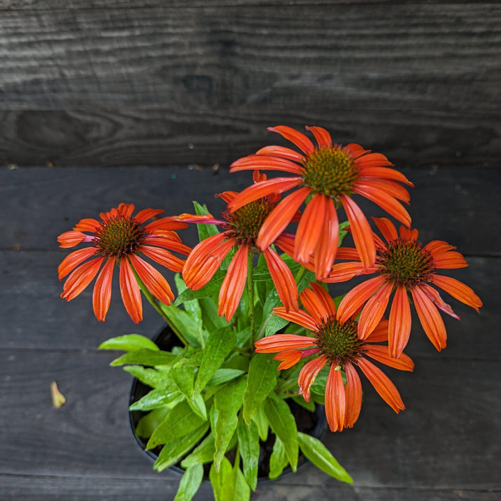 Cheyenne Spirit Echinacea, Coneflower