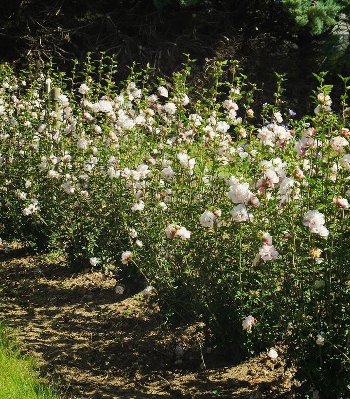 3G Hibiscus Syriacus French Cabaret 'Blush' - Rose of Sharon - 1013725