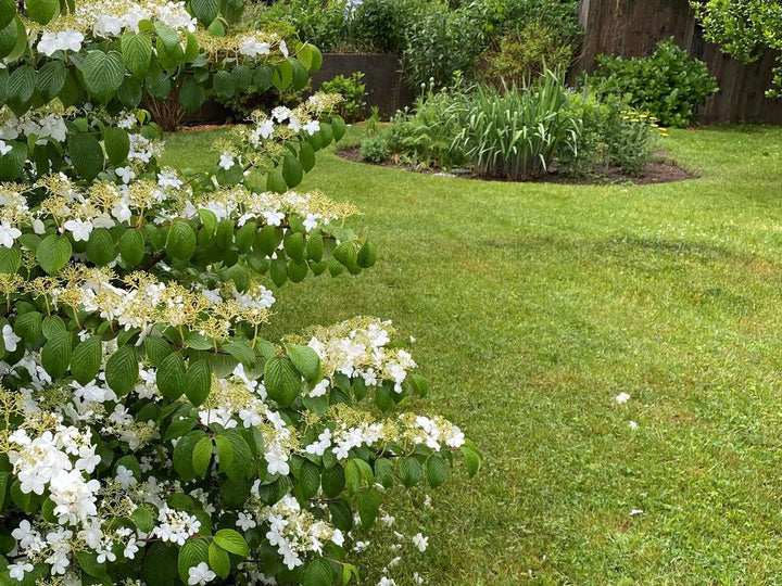 5G Viburnum plicatum t. 'Shasta' Shasta Doublefile Viburnum 1001527