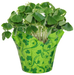4" Oxalis Green w/ Decorative Pot Cover - F1176