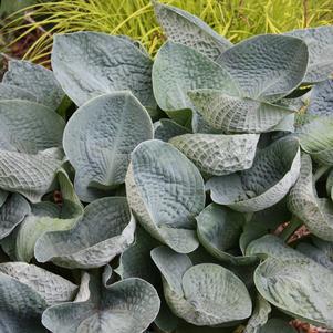 2G Hosta 'Big Daddy' Big Daddy Hosta 1003147