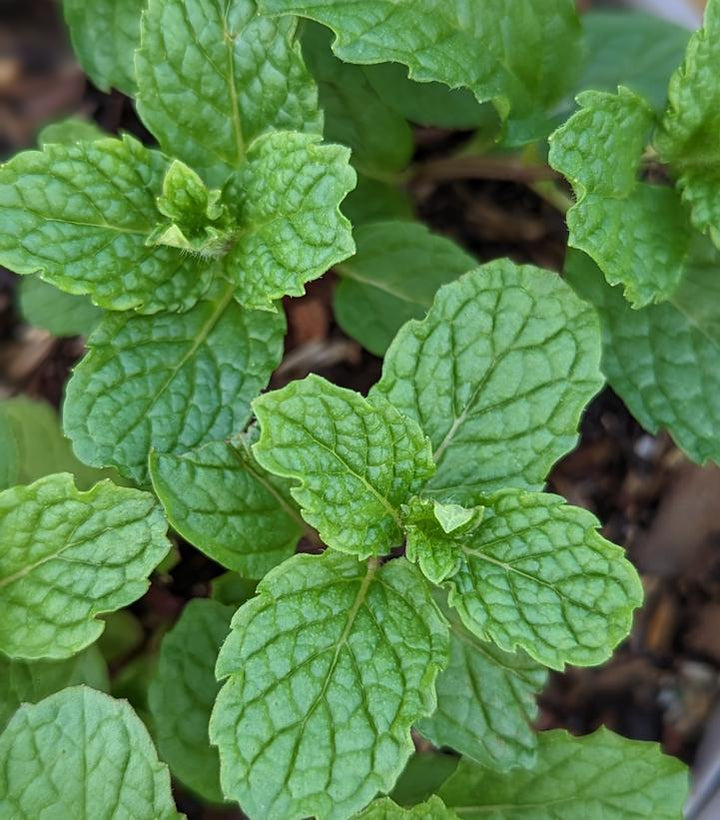 1G Mentha 'Mojito' - Mojito Mint - 1006822