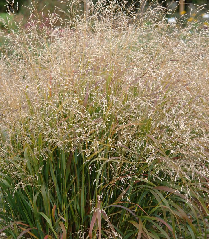 1G Panicum virgatum 'Cape Breeze' Cape Breeze Switchgrass 1006985