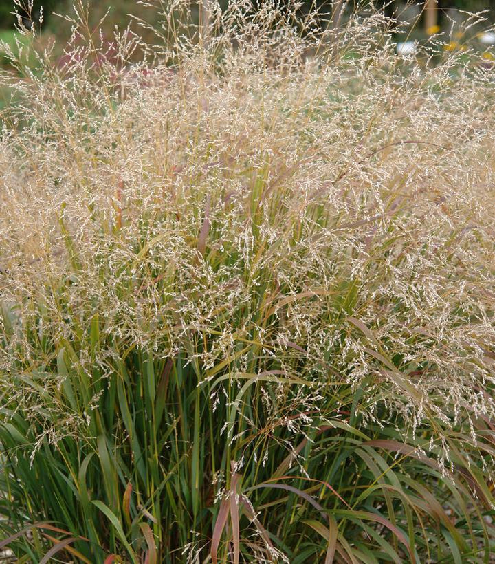1G Panicum virgatum 'Cape Breeze' Cape Breeze Switchgrass 1006985