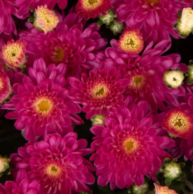 4.5" Mum - Debbie Hot Pink