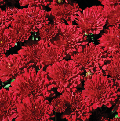 9" Mum - Selena Red