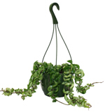 8" HB Hoya Compacta Hindu Rope Hanging Basket - G5213