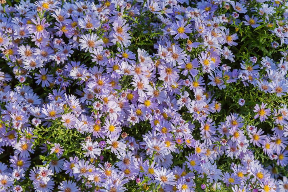 1G Aster laevis 'Bluebird' Bluebird Smooth Aster 1014847
