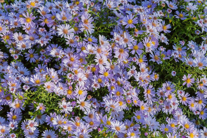1G Aster laevis 'Bluebird' Bluebird Smooth Aster 1014847