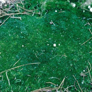 3" Sagina Subulata - Irish Moss - 1002599