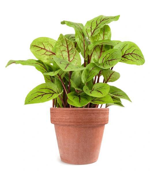 4" Herb - Sorrel