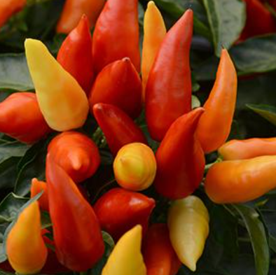 4.5" Ornamental Pepper - Medusa