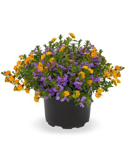 11" HB Impatiens  Kwik Kombo 'Blue Lightning' (Hanging Basket)