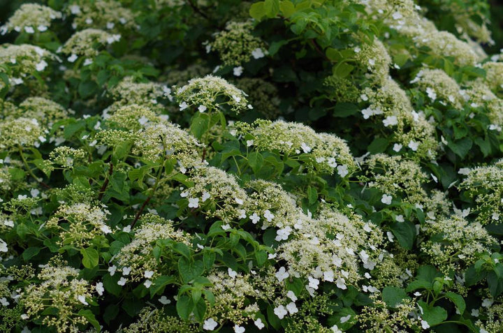 1G HYDRANGEA ANOMALA PETIOLARIS 'Climbing Hydrangea' 1001021