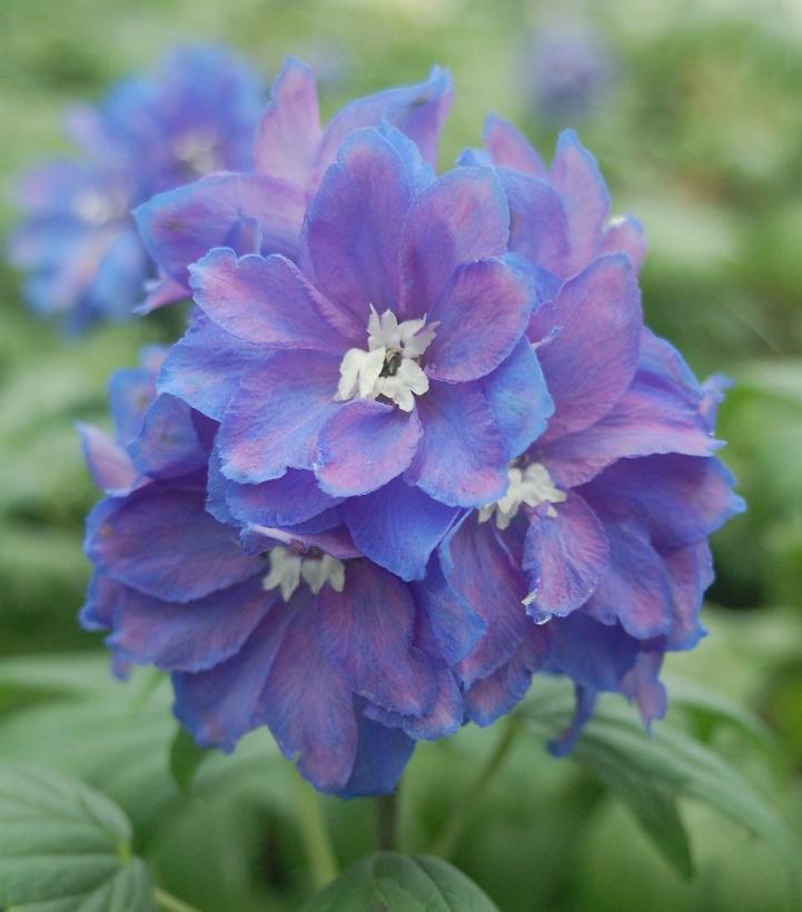 2G Delphinium 'Guardian Blue' - Larkspur - 1003996