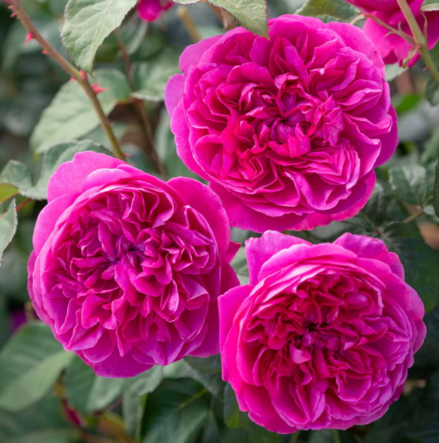 3G David Austin Rose Bush - 'James L. Austin' Deep Pink - 2085