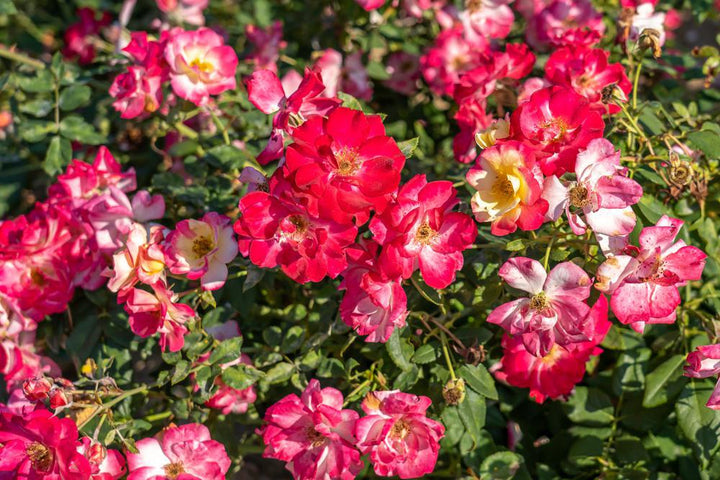 3G Rosa 'Campfire' ('CA 29') Campfire Rose: Patent PPAF 1007425