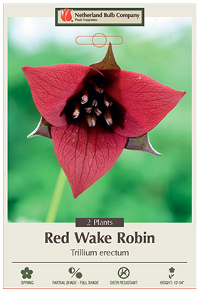 Trillium Erectum Bulbs - 2 Count - 5831100770