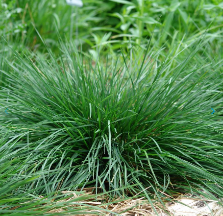 2.5" Deschampsia Goldtau - Tufted Hairgrass